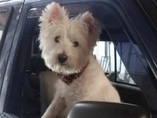 Adorable white West Highland Terrier dog sitting attentively in the driver's seat of a car.
