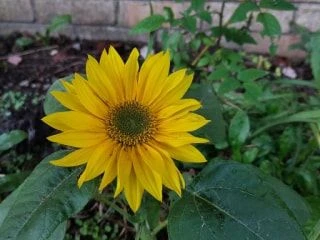 Bright yellow sunflower blooming vibrantly with green leaves in a garden setting.