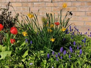 Colourful bed of flowers in a garden.