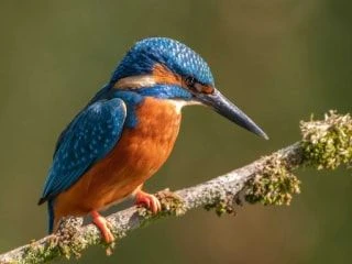 Photograph of a vibrant kingfisher bird with blue and orange plumage perched on a moss-covered branch.